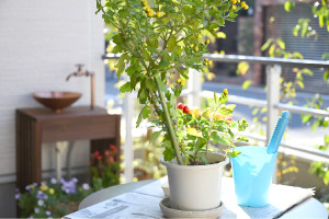 オープンテラス